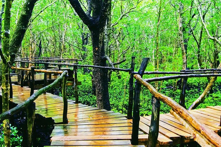 Matemwe Afternoon Dolphin Cruise, Jozani Forest & Kuza Cave Tour photo 4