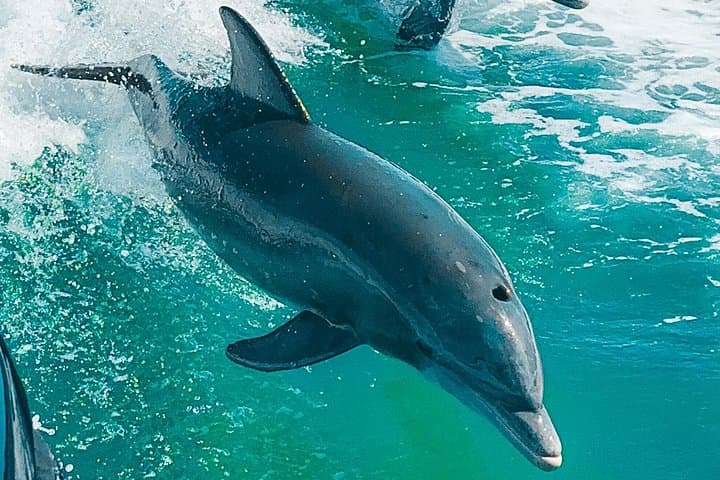 Private Dolphin Eco Boat Tour at St. Pete Beach — 2-Hour Wildlife Cruise photo 1