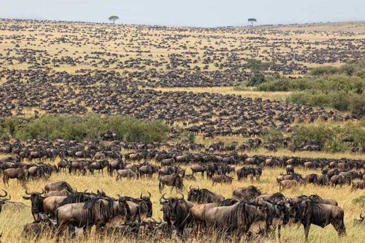 13-Day Great Migration, Gorilla & Masai Mara Wilderness Safari photo 2