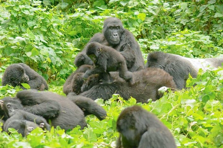 4-Day Uganda Gorilla Trekking Safari: Queen Elizabeth & Bwindi Highlights photo 2