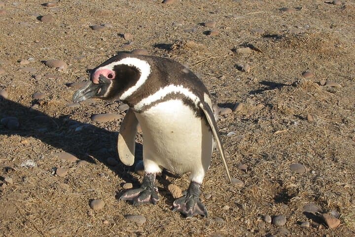 Punta Tombo Penguin Colony: Full-Day Wildlife Tour from Puerto Madryn