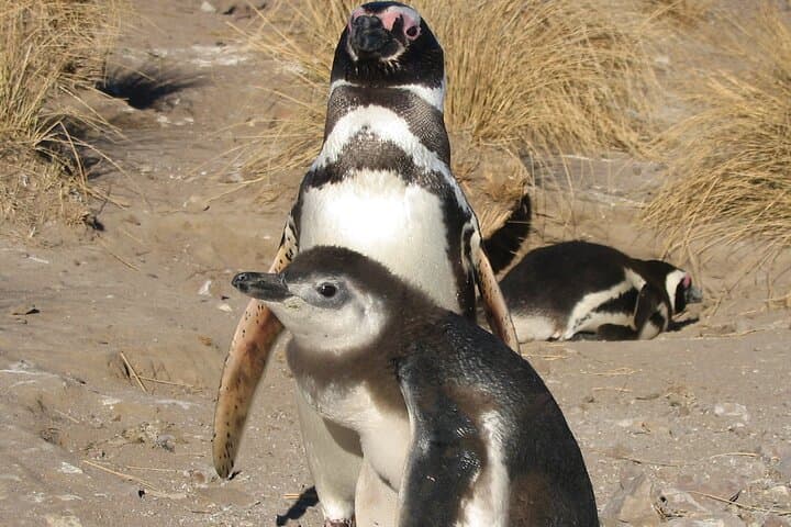 Punta Tombo Penguin Cruise Excursion from Puerto Madryn