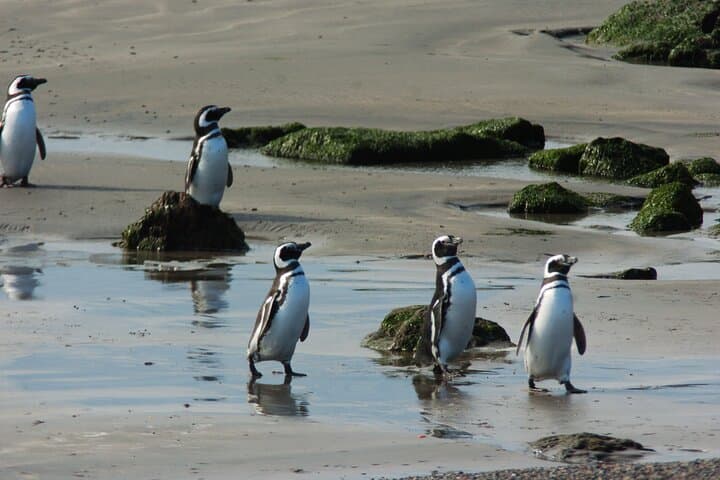 Punta Tombo Penguin Colony: Full-Day Wildlife Tour from Puerto Madryn photo 3