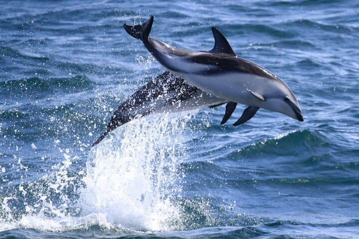 Lower Valley Chubut River Dolphins Boat Watching from Rawson photo 4