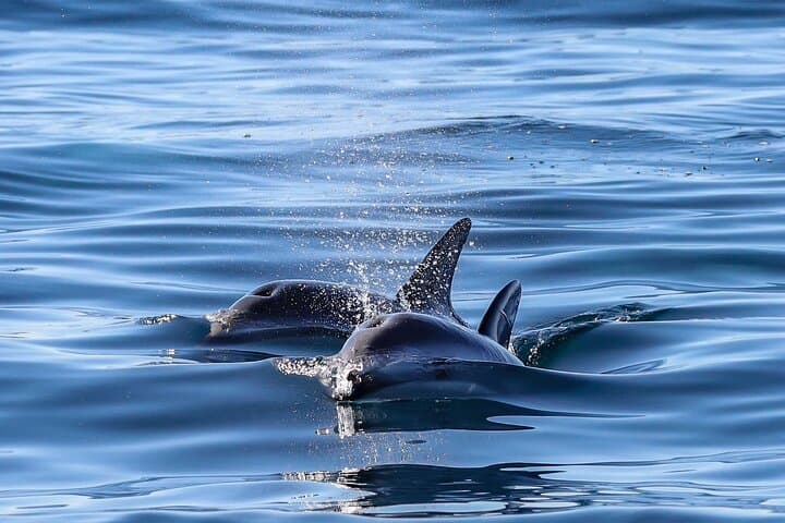 Lower Valley Chubut River Dolphins Boat Watching from Rawson photo 5