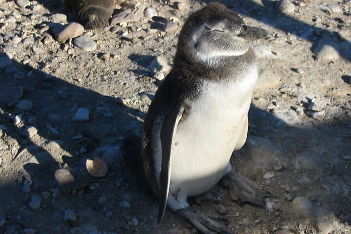 Punta Tombo Penguin Cruise Excursion from Puerto Madryn photo 2