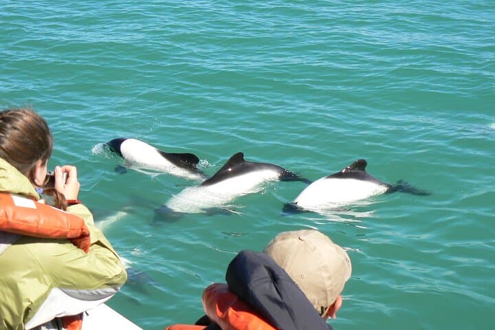 Lower Valley Chubut River Dolphins Boat Watching from Rawson photo 2