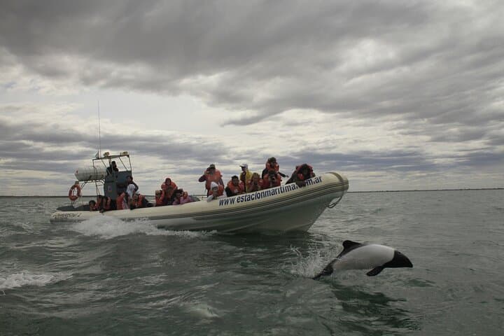 Lower Valley Chubut River Dolphins Boat Watching from Rawson
