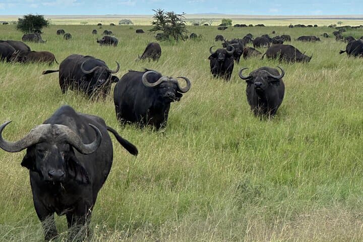 4-Day Tarangire, Serengeti & Ngorongoro Safari — Big Five & Migration Highlights photo 2