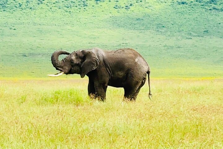 4-Day Tarangire, Serengeti & Ngorongoro Safari — Big Five & Migration Highlights photo 4