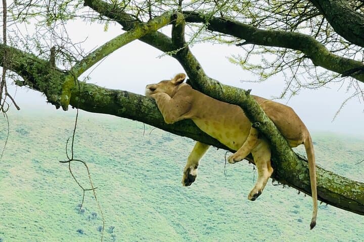 4-Day Tarangire, Serengeti & Ngorongoro Safari — Big Five & Migration Highlights photo 3