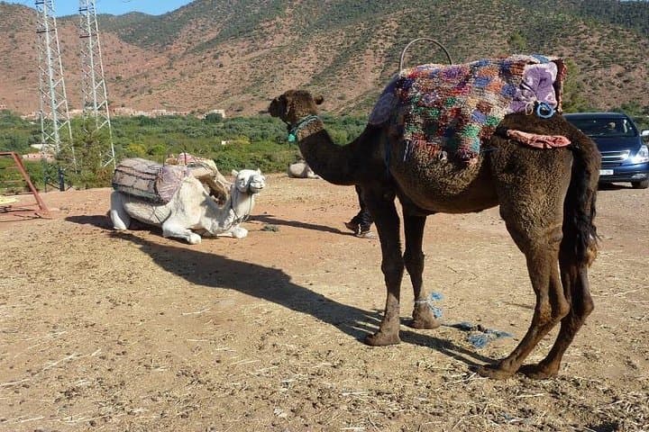Private Full-Day Ourika Valley Tour from Marrakech — Berber Villages & Argan Co-ops photo 2