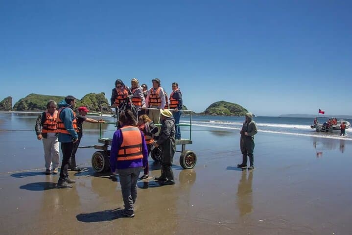 Puñuhuil Penguin Islands: Full-Day Wildlife Tour from Puerto Varas