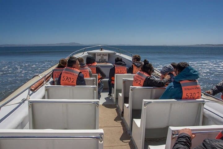 Puñuhuil Penguin Islands: Full-Day Wildlife Tour from Puerto Varas photo 3