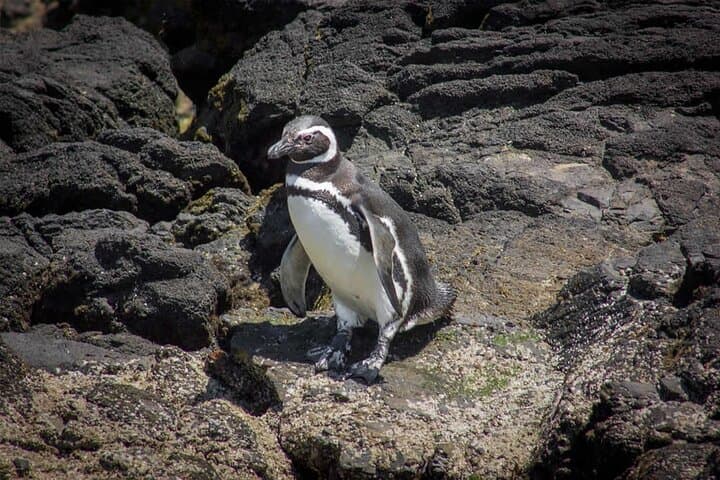 Puñuhuil Penguin Islands: Full-Day Wildlife Tour from Puerto Varas photo 4