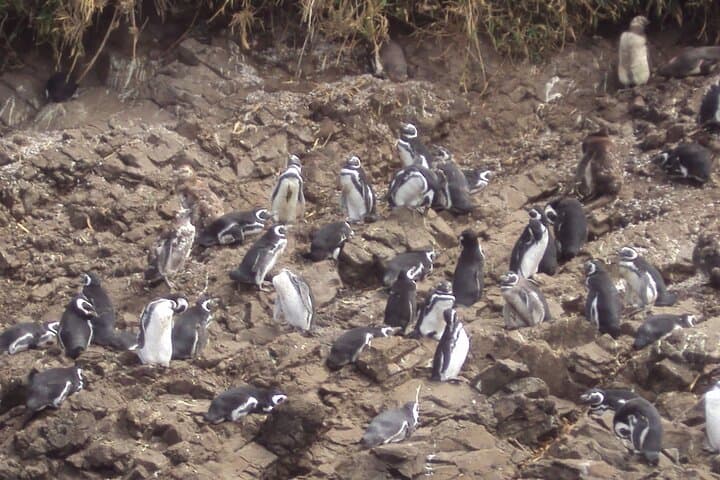 Puñuhuil Penguin Islands: Full-Day Wildlife Tour from Puerto Varas photo 5