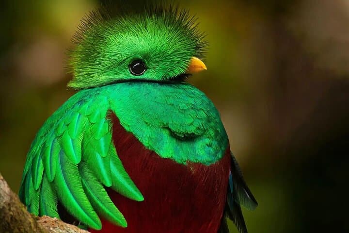 Track the Resplendent Quetzal: Guided Birdwatching Tour in Monteverde