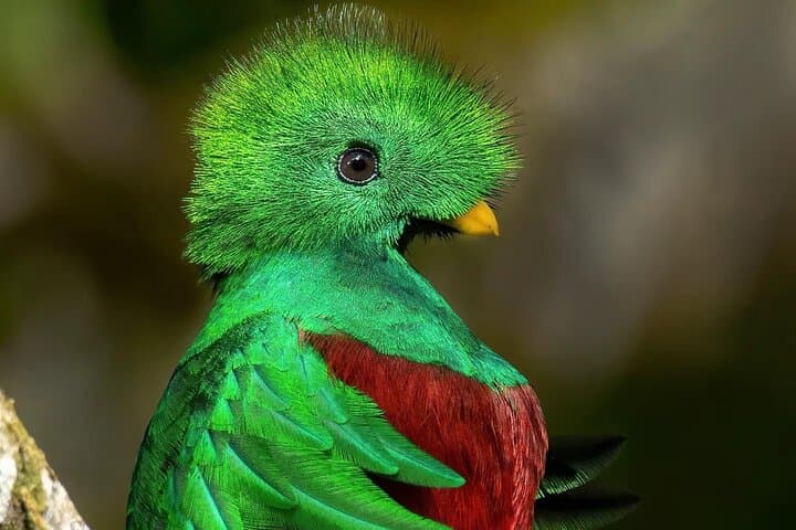 Track the Resplendent Quetzal: Guided Birdwatching Tour in Monteverde photo 2