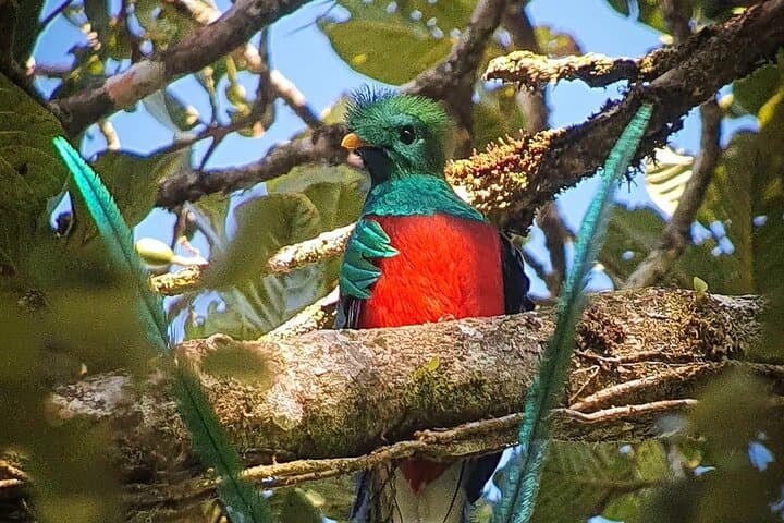 Track the Resplendent Quetzal: Guided Birdwatching Tour in Monteverde photo 3