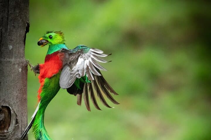 Track the Resplendent Quetzal: Guided Birdwatching Tour in Monteverde photo 4