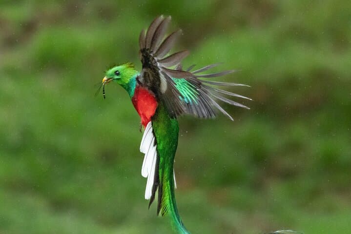 Track the Resplendent Quetzal: Guided Birdwatching Tour in Monteverde photo 5