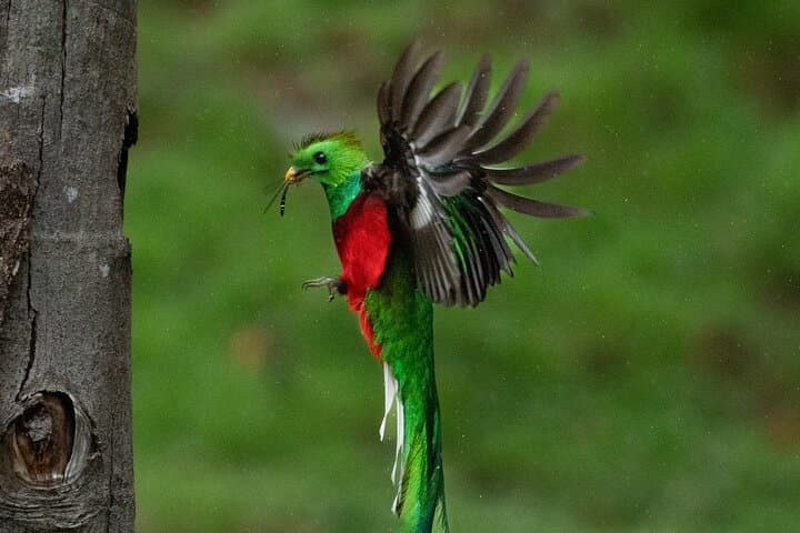 Track the Resplendent Quetzal: Guided Birdwatching Tour in Monteverde photo 6