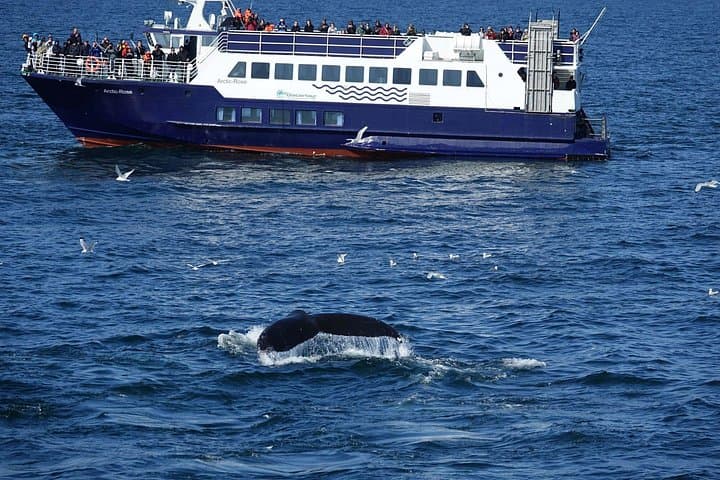 Whale Watching in Reykjavík: Marine-Life Tours from the Old Harbour photo 1