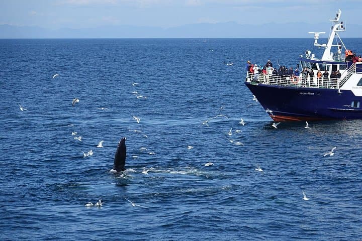 Whale Watching in Reykjavík: Marine-Life Tours from the Old Harbour photo 3