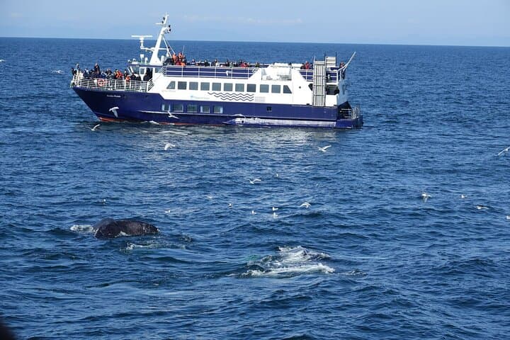 Reykjavik Bay Whale Watching Aboard the Arctic Rose: What to Expect photo 3