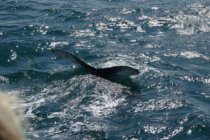 Three-Hour Whale Watching Cruise from Reykjavík Old Harbour photo 2
