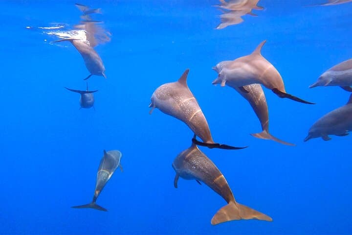 Huatulco Ocean Eco Adventure: Snorkel Reefs, Dolphins & Whale Listening