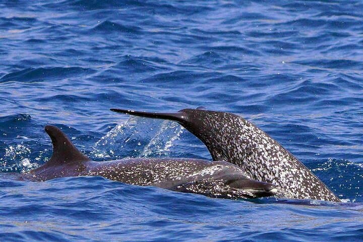 Huatulco Ocean Eco Adventure: Snorkel Reefs, Dolphins & Whale Listening photo 6