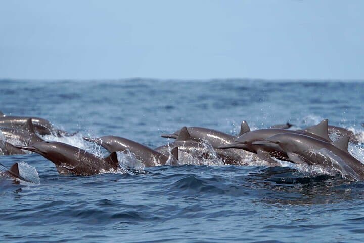 Huatulco Ocean Eco Adventure: Snorkel Reefs, Dolphins & Whale Listening photo 5