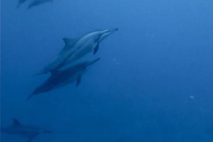 La Gaulette Dolphin Watching & Snorkeling — Private Early-Morning Boat for Two