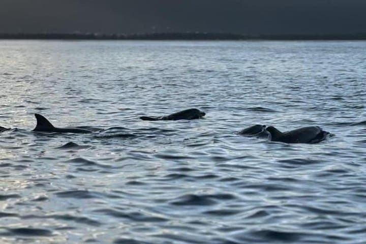 La Gaulette Dolphin Watching & Snorkeling — Private Early-Morning Boat for Two photo 3