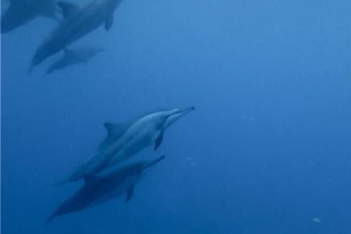 Dolphin Quest & Snorkel to Crystal Rock — Shared Boat Tour from Le Morne photo 2