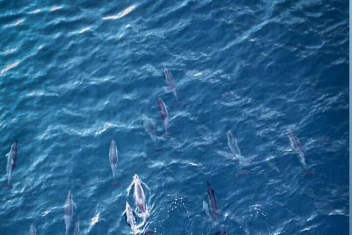Dolphin Quest & Snorkel to Crystal Rock — Shared Boat Tour from Le Morne photo 3