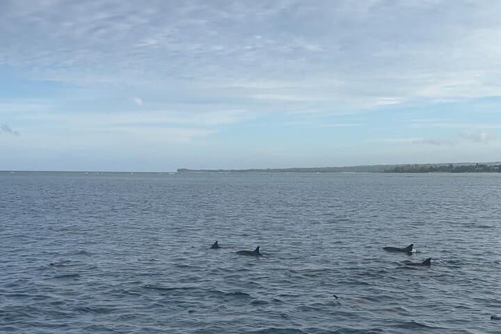 Dolphin Quest & Snorkel to Crystal Rock — Shared Boat Tour from Le Morne photo 4