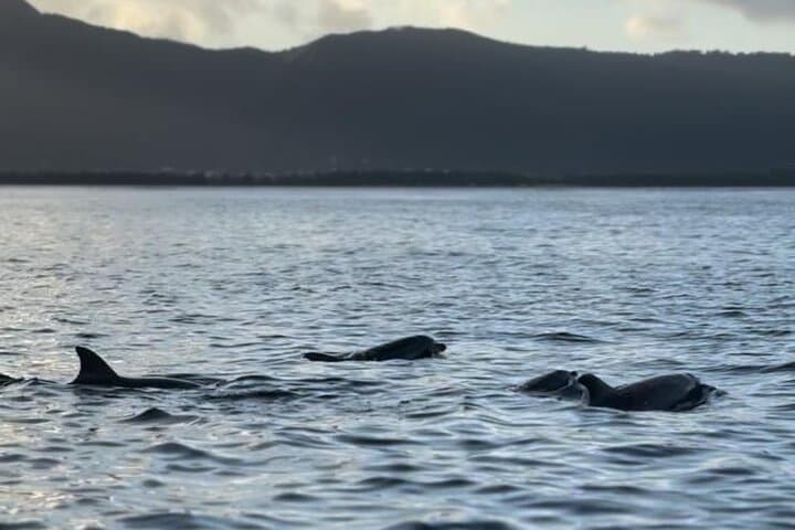 Dolphin Quest & Snorkel to Crystal Rock — Shared Boat Tour from Le Morne photo 5
