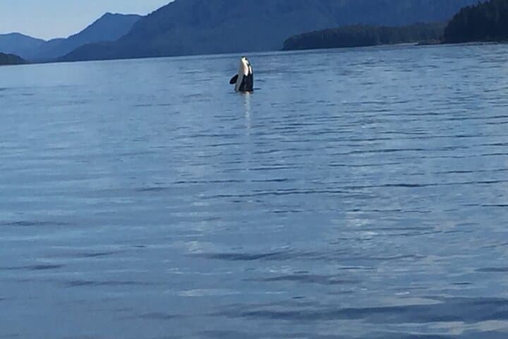Exploring Icy Strait: Fishing and Whale Watching Adventures near Hoonah, Alaska