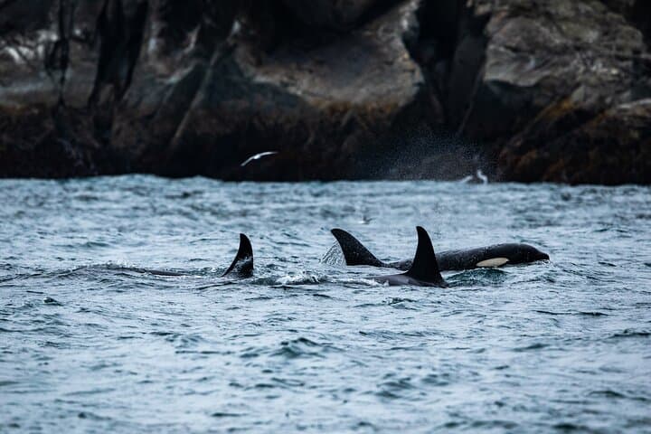 Captain's Choice Kenai Fjords Cruise from Seward: 7‑Hour Glacier & Wildlife Tour photo 6