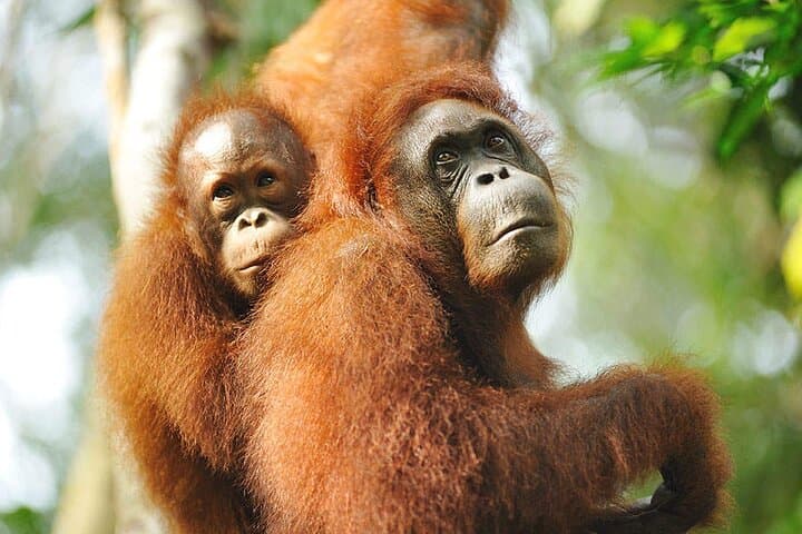 Semenggoh Wildlife Centre Orangutan Experience from Kuching — What to Expect photo 4