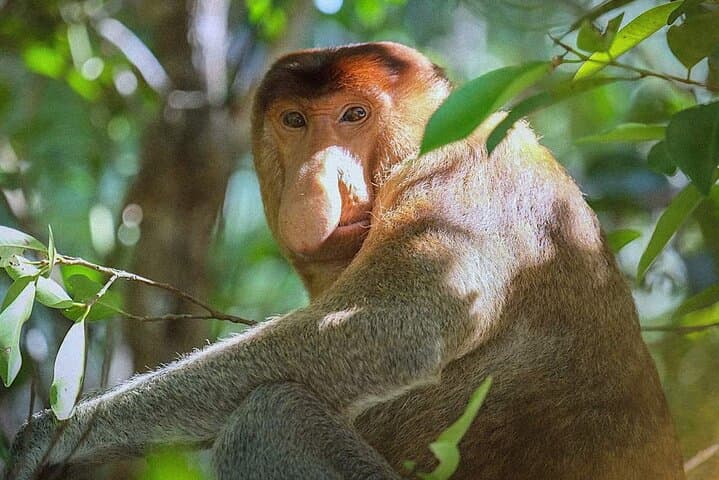 Bako National Park Day Tour — Proboscis Monkeys, Sea Stacks & Borneo Rainforest