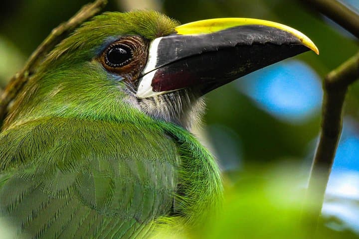 Salento Birding Route: Wax Palms, Hummingbirds & Coffee Hacienda Birds photo 1