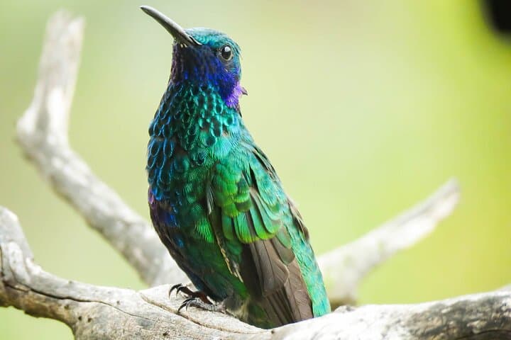 Salento Birding Route: Wax Palms, Hummingbirds & Coffee Hacienda Birds photo 3