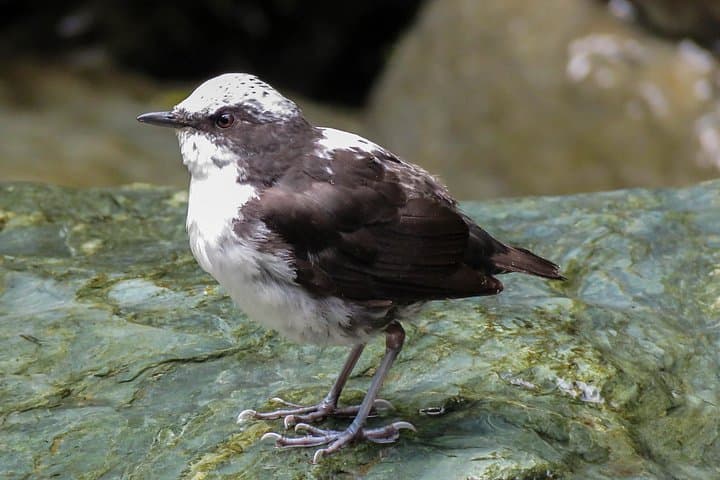 Birding to Sta. Rita Waterfall: Endemic Birds and River-Edge Trails near Salento photo 4