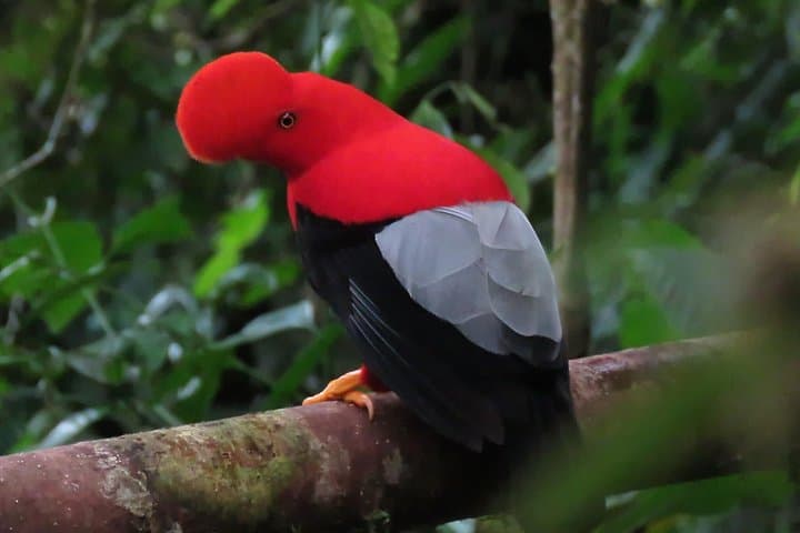 Birding to Sta. Rita Waterfall: Endemic Birds and River-Edge Trails near Salento photo 2