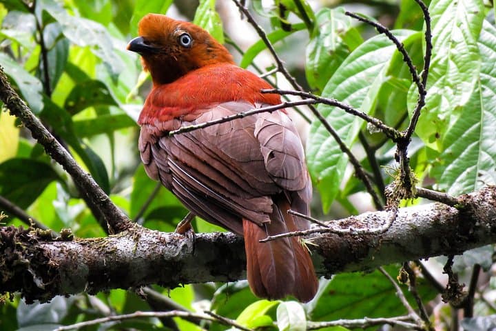 Birding to Sta. Rita Waterfall: Endemic Birds and River-Edge Trails near Salento photo 1