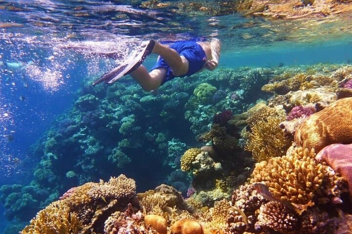 Private Snorkeling in Montego Bay: Marine Park Reef Adventure photo 4