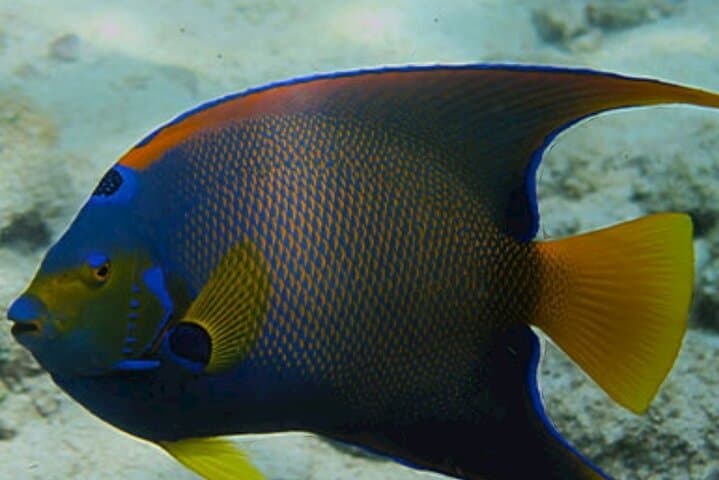 Private Snorkeling in Montego Bay: Marine Park Reef Adventure photo 5